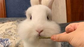 小兔子吃凉瓜视频播放,视频播放量飙升揭秘