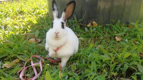 小兔子吃凉瓜视频播放,视频播放量飙升揭秘