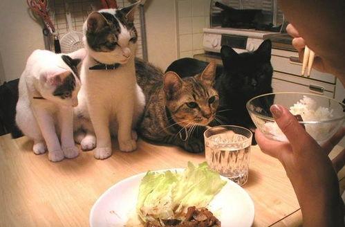 武汉吃瓜萌宠事件视频播放,网络爆笑瞬间引热议