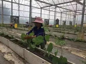 广西柳州视频吃瓜,探寻柳州特色小吃背后的故事