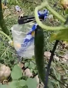 陆河吃瓜事件真相视频,揭秘真相背后的惊人内幕