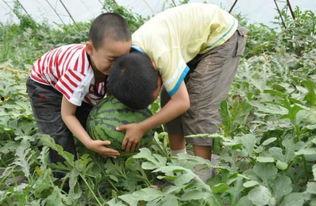 陆河吃瓜事件真相视频,揭秘真相背后的惊人内幕