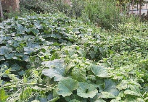 瓜藤吃瓜视频,揭秘网络热门视频背后的故事