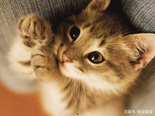 小猫可以吃蜜瓜嘛视频在线观看,萌宠美食大揭秘