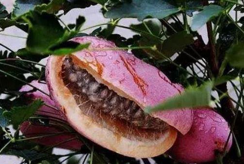 吃八月瓜视频升空,一场视觉盛宴的太空之旅