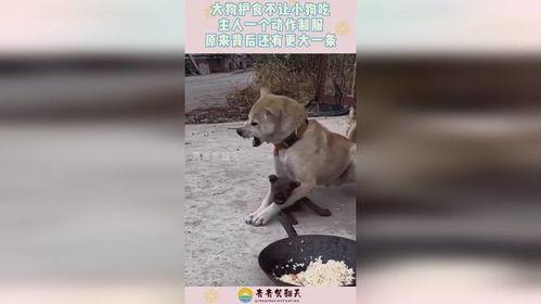 小狗吃瓜的5个动作视频,萌态百出，瓜香四溢