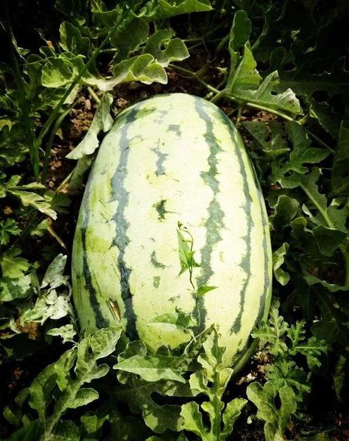 青海吃瓜最近的视频,揭秘当地特色美食背后的故事