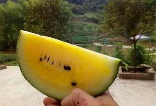 黄心瓜怎么吃才好吃视频,视频教你轻松烹饪佳肴