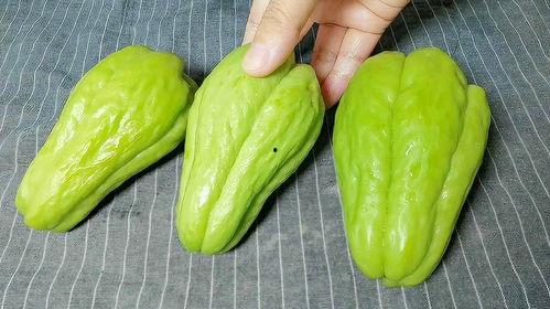 老鼠吃佛手瓜视频大全集,老鼠品尝佛手瓜视频大全集