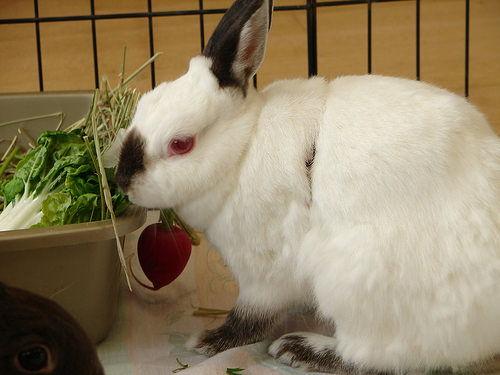 兔子吃生瓜吗会死吗视频,兔子食用生瓜致命风险揭秘