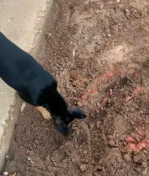 狗吃梨瓜榨汁好吗视频,梨瓜榨汁新尝试