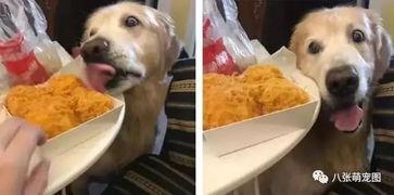 吃瓜被抓到狗狗视频在线观看,狗狗视频在线观看引发热议