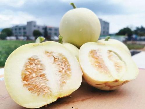 海后吃瓜视频,揭秘娱乐圈幕后故事