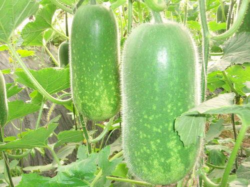 随处都有吃瓜视频素材,随时随地畅享视频素材盛宴