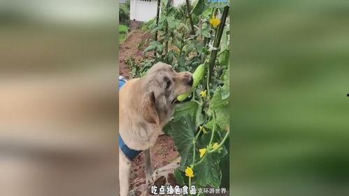 小狗八卦吃瓜视频大全,小狗八卦视频大全集锦