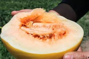 小蜜瓜怎么吃更好吃视频,视频教你如何吃出最佳口感