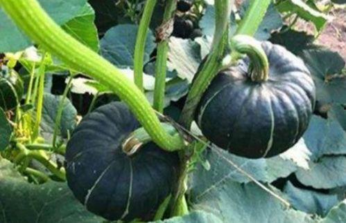 宝坻吃瓜网红事件视频,揭秘网络舆论的风暴与真相