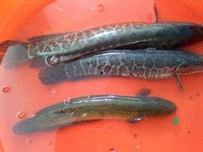 黑鱼吃瓜视频,揭秘网络红人的幕后故事