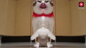 成都猫吃瓜视频,揭秘喵星人的娱乐生活