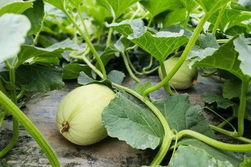 韩城吃瓜视频网红男女,吃瓜视频中的甜蜜与争议