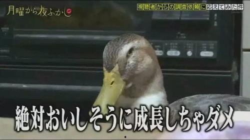 带你吃瓜搞笑鸭子视频在线观看,欢乐视频在线观看