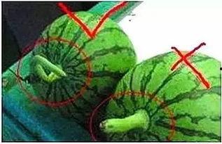 勺子吃瓜技巧图解视频,视频图解带你开启美味之旅