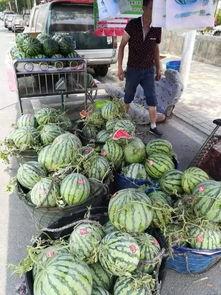 酉阳吃瓜事件真相视频,揭秘真相背后的惊人内幕