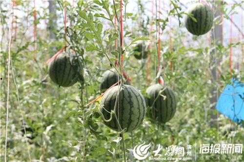 酉阳吃瓜事件真相视频,揭秘真相背后的惊人内幕