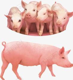 猪吃瓜的素材视频下载,萌宠趣味瞬间，解锁夏日欢乐时光